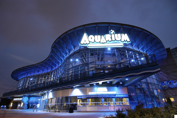 El Acuario Downtown de Denver: Vida Acuática Fascinante